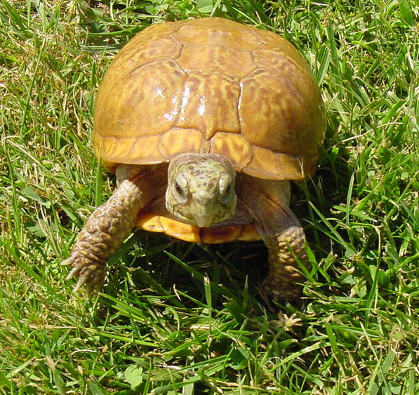 Super Nice Desert Box Turtle Walking