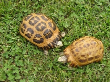 1.1 Spider Tortoises