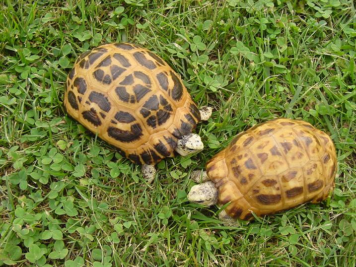 1.1 Spider Tortoises