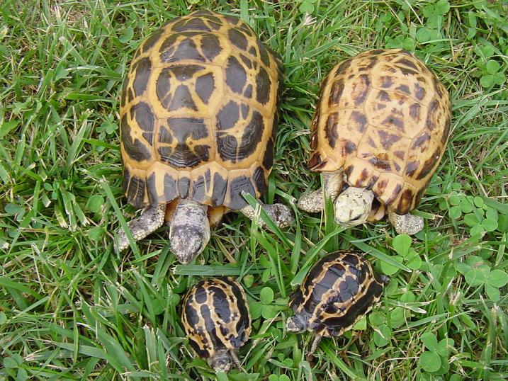 1.1 Spider Tortoises and Baby's