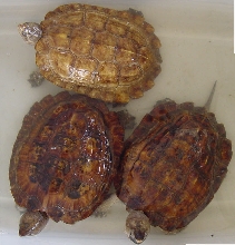 1.2 Sulawesi Forest Turtles