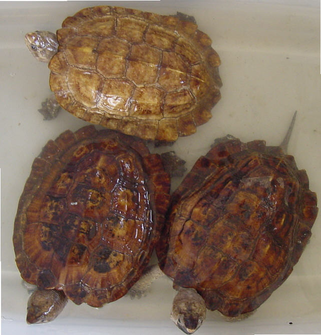 1.2 Sulawesi Forest Turtles