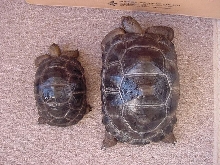 Aldabra's Together