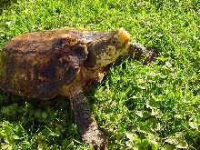 A Mad... Sulawesi Forest Turtle