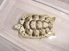 "unknown" Tortoise