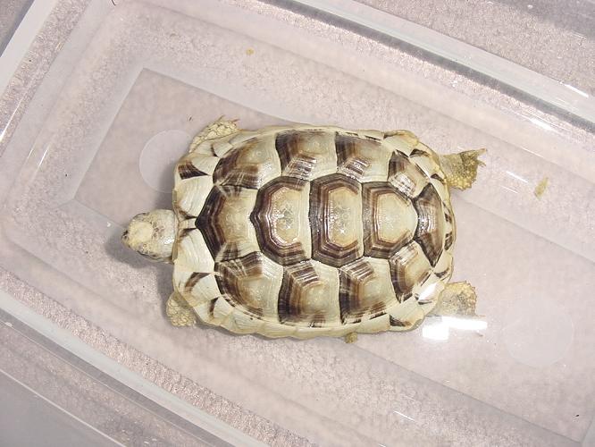 "unknown" Tortoise