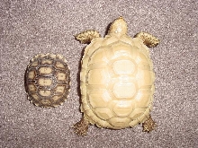 Albino Sulcata and Baby
