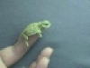 Lil Spike