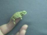 Lil Spike