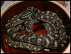 www.jaguarcarpetpython.com