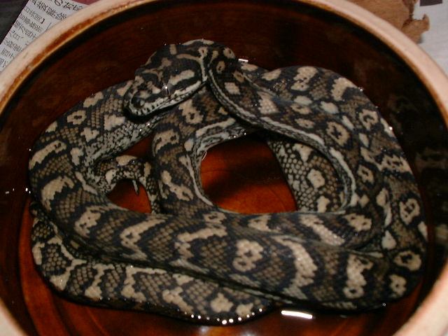 www.jaguarcarpetpython.com