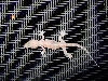 What Kind Of LIZARD is this???