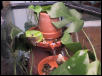 Bicolor-on-pot