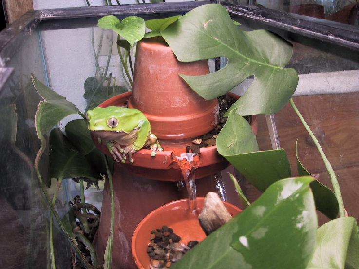 Bicolor-on-pot
