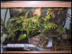 Dart frog Tank Front