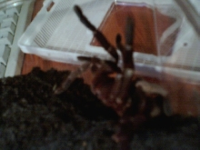 Angry 6"  H. Gigas