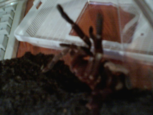 Angry 6"  H. Gigas