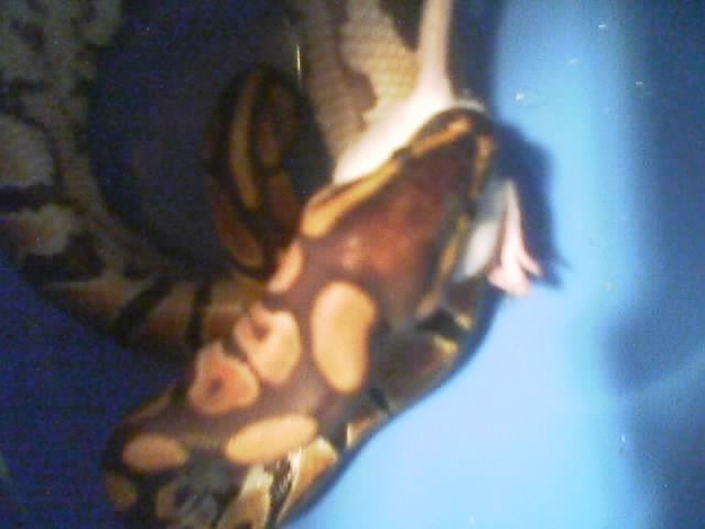 helena eatin