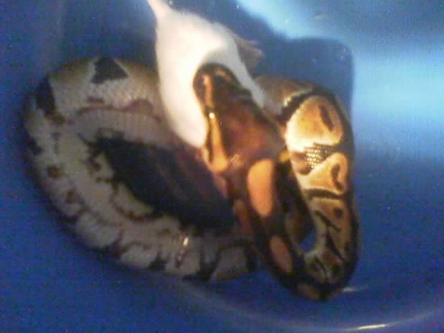 helena eatin again