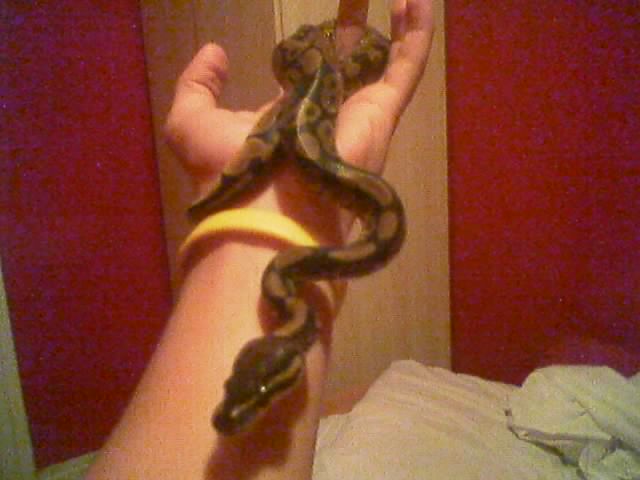 prince