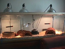 My tank