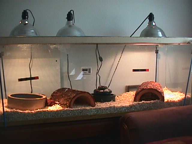 My tank
