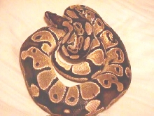 William #2