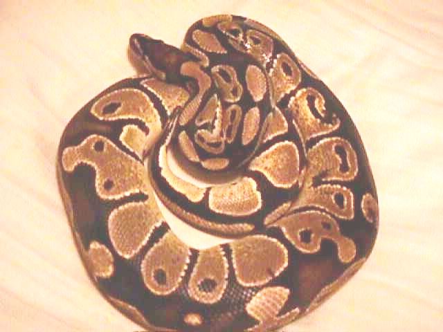 William #2