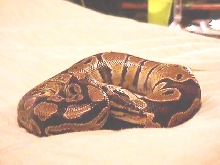 William up close