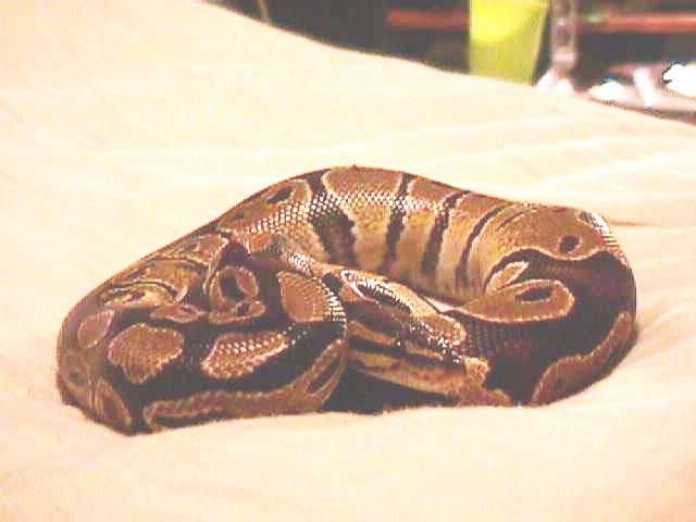 William up close