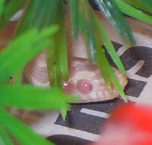 Evandar, snow het stripe