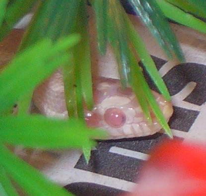Evandar, snow het stripe