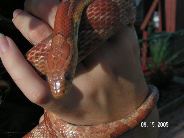 Arya, hypo motley