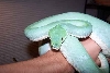 CB '99 Blue Female GTP
