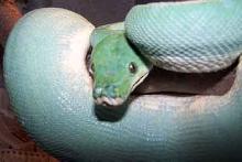 CB '99 Blue Female Sorond GTP