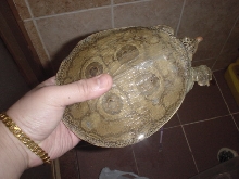 b.peacock softshell turtle