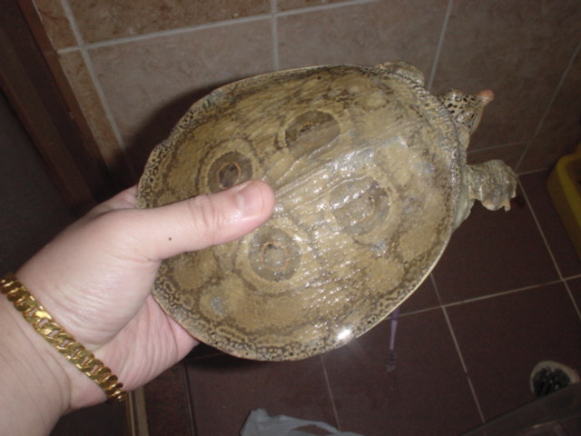 b.peacock softshell turtle