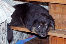 Holly