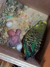 babybudgies