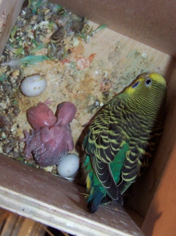 babybudgies
