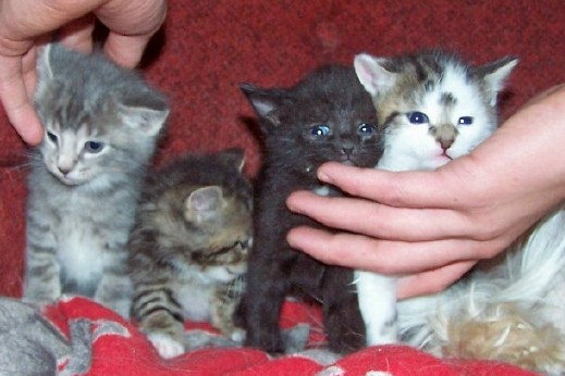 new kittens
