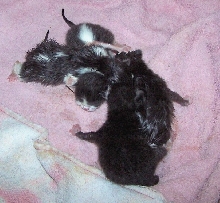 four of baileys kits