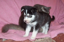 husky pup