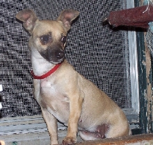 lost puppy