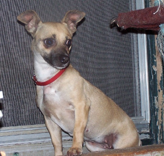 lost puppy