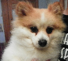 Molson