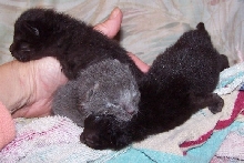 tinykits 1