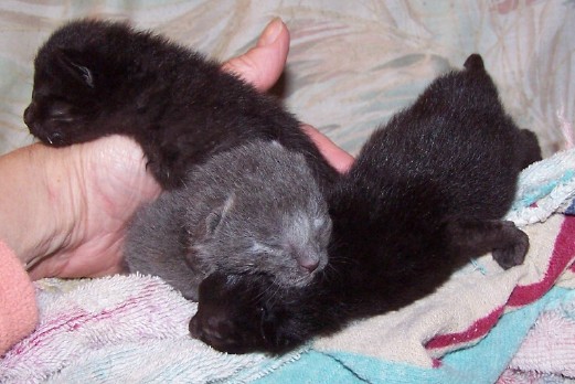 tinykits 1