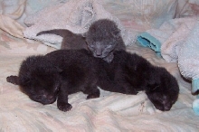 tinykits 2