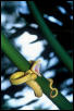 Golden Eyelash Viper